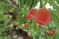 fruits_momo