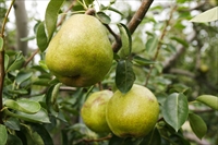 fruits_rahuransu