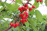 fruits_sakuranbo