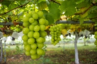 fruits_shinemasukato