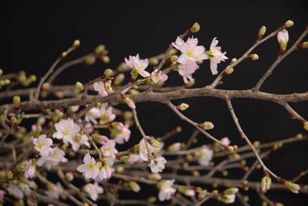 keiouzakura