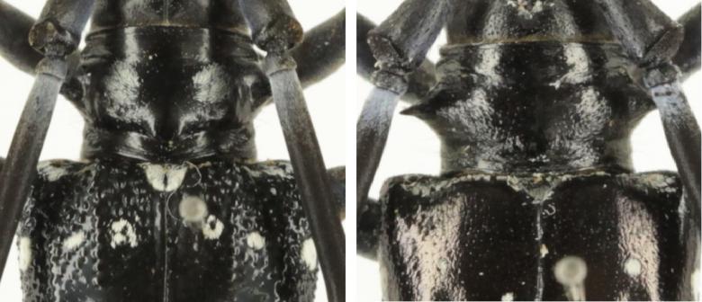 ゴマダラカミキリとツヤハダゴマダラカミキリの比較