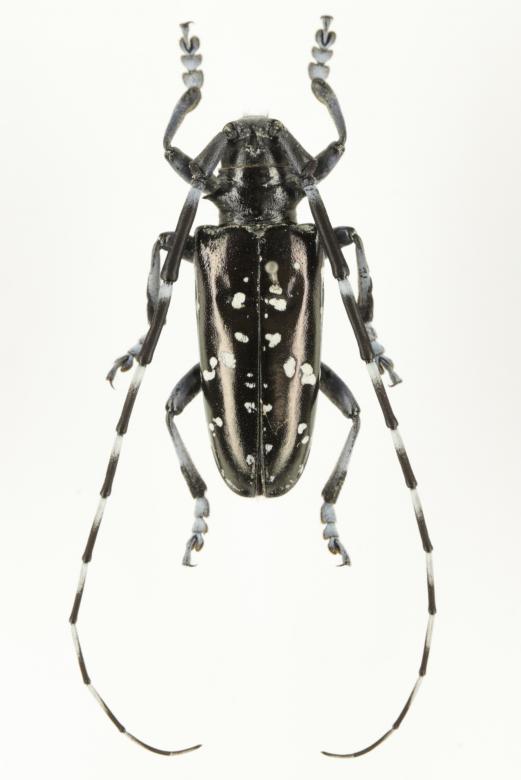 ツヤハダゴマダラカミキリのオス