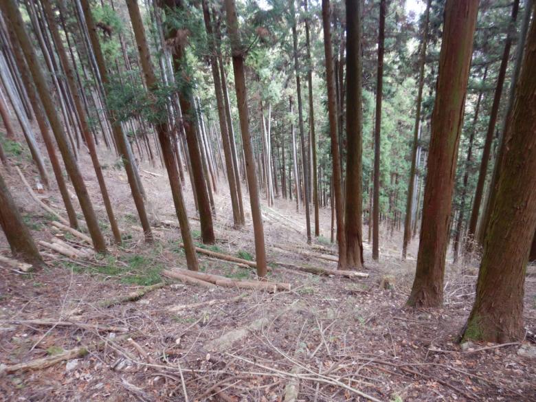 森林整備あきる野