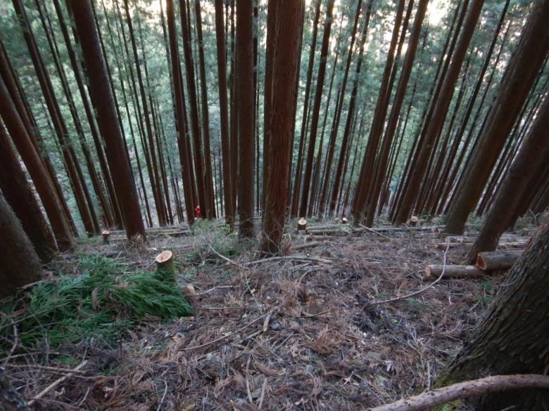 森林整備奥多摩